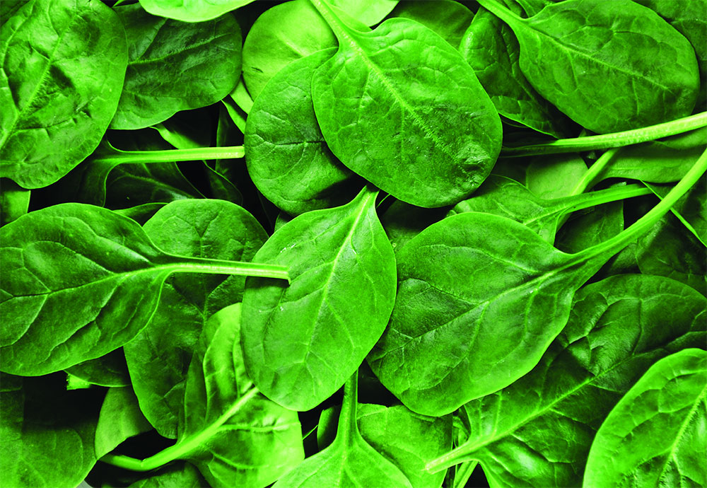 bac_spinach_leaves